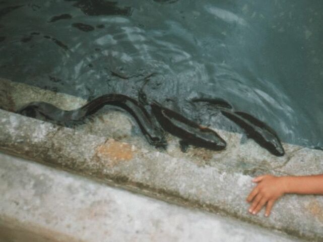 Huahine Blue-Eyed Eels